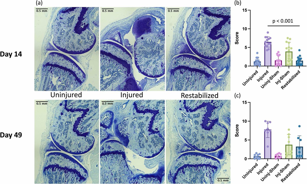 Osteoarthritis and Cartilage Journals (@oacjournal) on Twitter photo 🌟 New 🌟 #BasicScience Paper <a href="/OACJournal/">Osteoarthritis and Cartilage Journals</a>
@ChristiansenLab <a href="/UCDavisOrtho/">UC Davis Department of Orthopaedic Surgery</a> found that surgical restabilization of mouse knee joints following non-invasive ACL injury reduced severity of PTOA. <a href="/WILLYUYANGLIN/">Yu-Yang (Will) Lin</a> <a href="/doccasslee/">Cassandra Lee</a> @jill_silverman_ <a href="/prismtjandra/">Priscilla Tjandra</a>
🔗 doi.org/10.1016/j.joca… 🌟 New 🌟 #BasicScience Paper <a href="/OACJournal/">Osteoarthritis and Cartilage Journals</a>
@ChristiansenLab <a href="/UCDavisOrtho/">UC Davis Department of Orthopaedic Surgery</a> found that surgical restabilization of mouse knee joints following non-invasive ACL injury reduced severity of PTOA. <a href="/WILLYUYANGLIN/">Yu-Yang (Will) Lin</a> <a href="/doccasslee/">Cassandra Lee</a> @jill_silverman_ <a href="/prismtjandra/">Priscilla Tjandra</a>
🔗 doi.org/10.1016/j.joca…