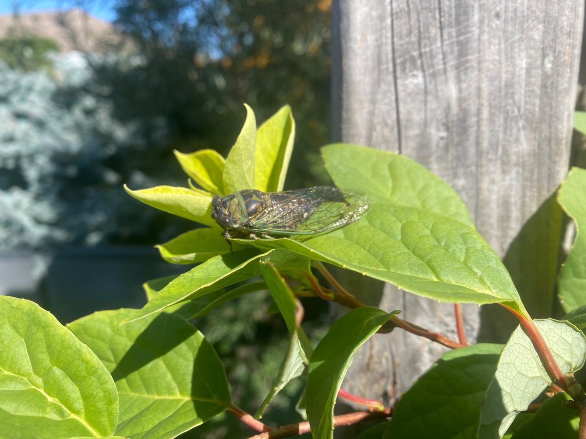 been wondering what all the buzz in the neighborhood has been about!