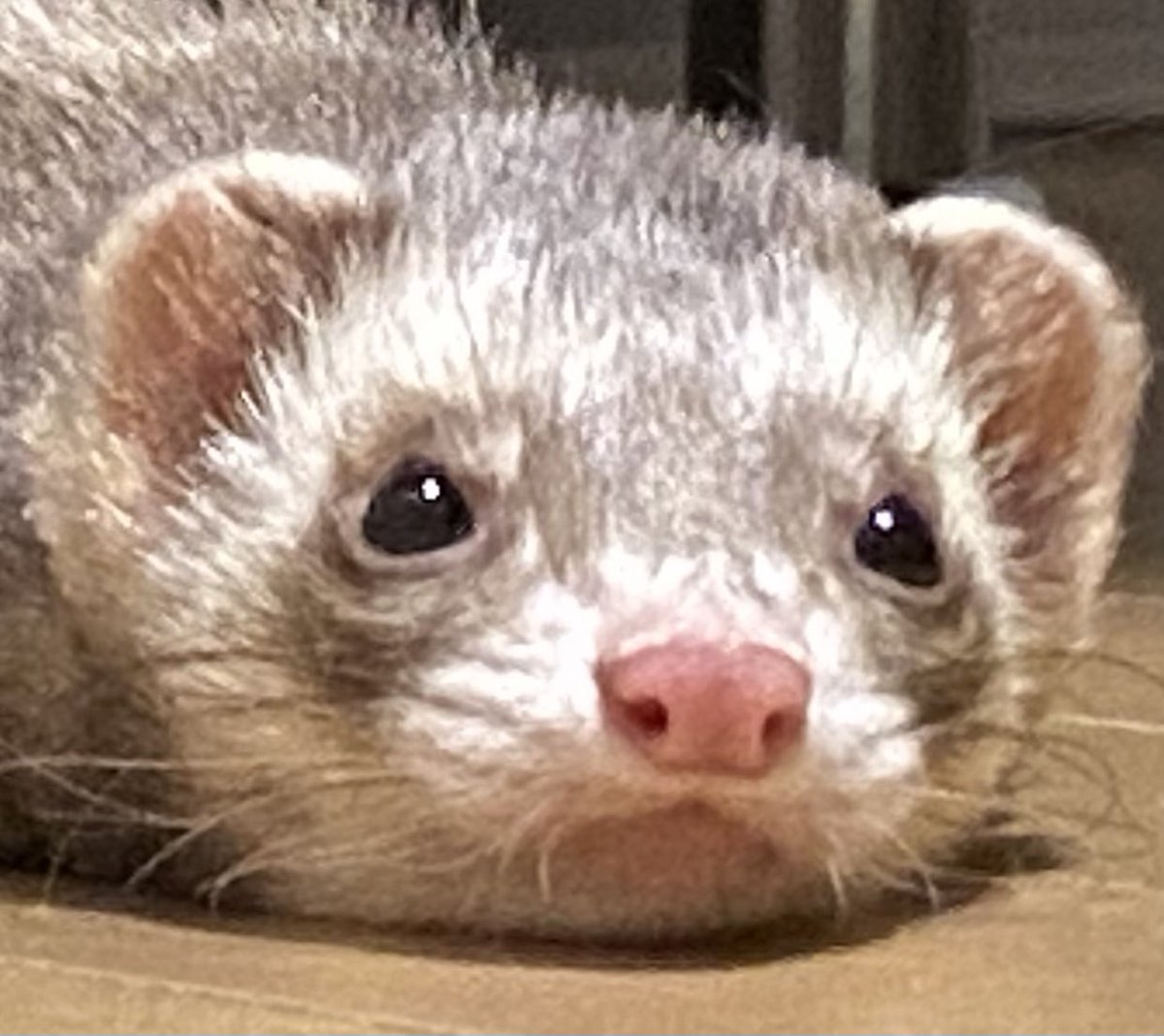 ferret_ice's tweet photo. @hanaceleb_cafe うちのかわゆいフェレットちゃんのお鼻です❤️ https://t.co/OULHnrFRfI