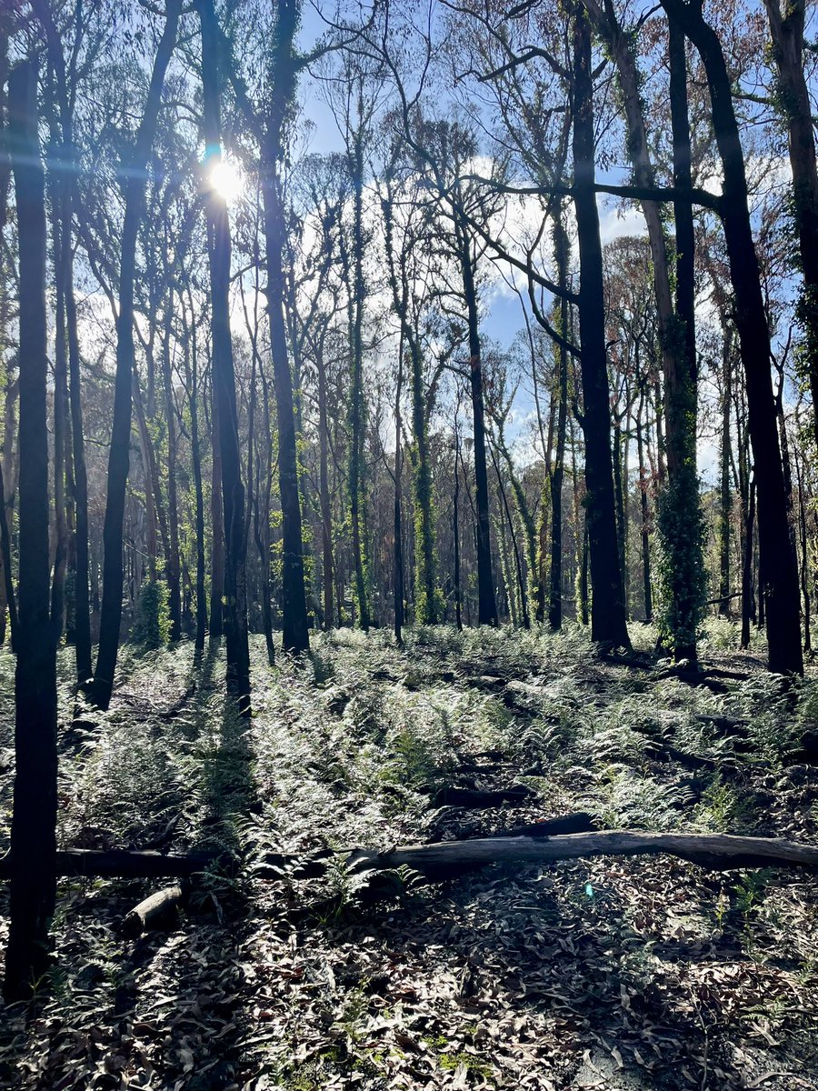 ReservoirWestPS's tweet photo. Little walk this morning with my group. Some very different bushland this year as a big bushfire came through and narrowly missed the camp in Feb. We saw a few kangaroos along the way. https://t.co/oIw8uRQjOQ