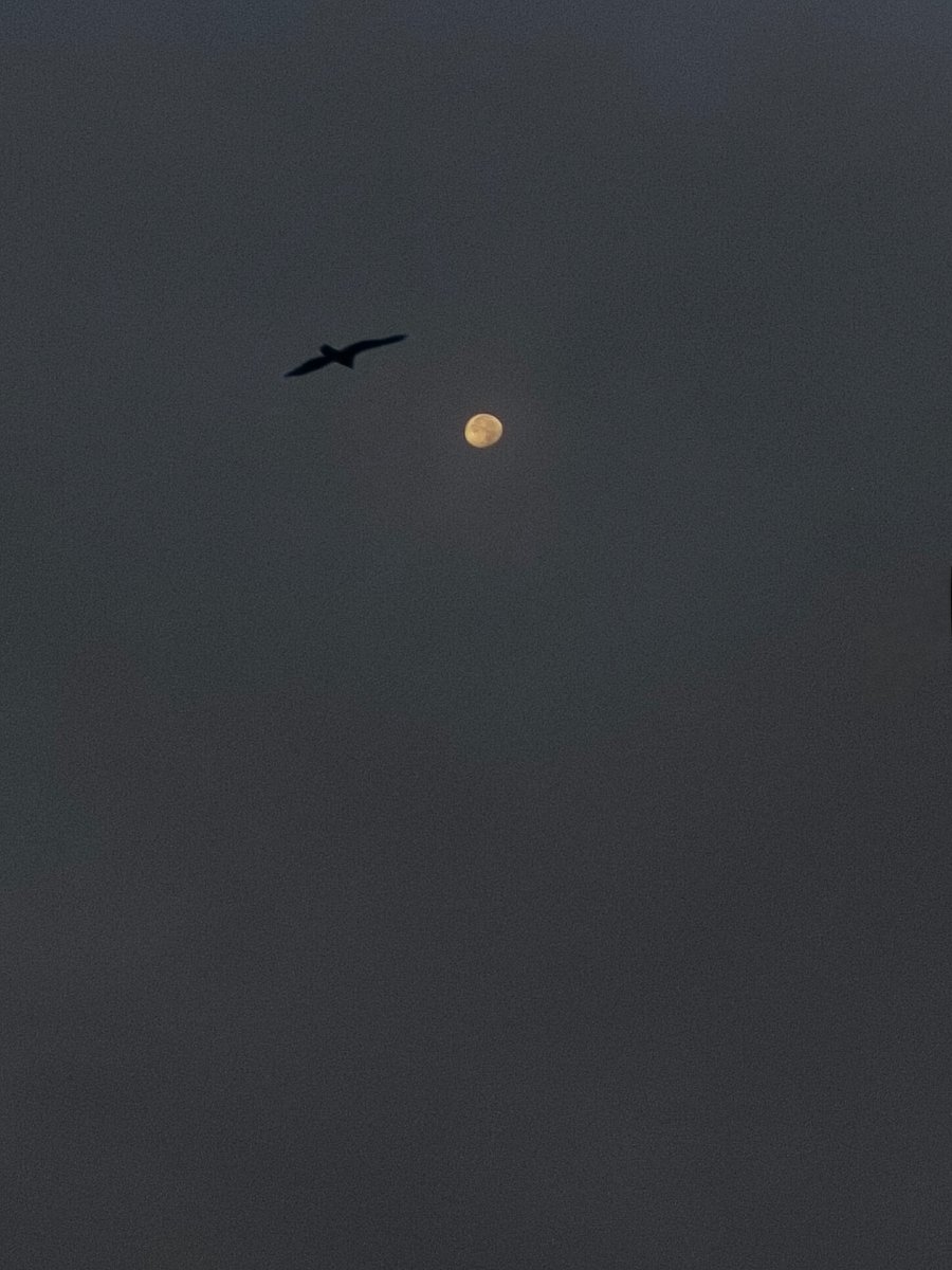 Moon after Fajr ❤️

16 Safar 1446 AH