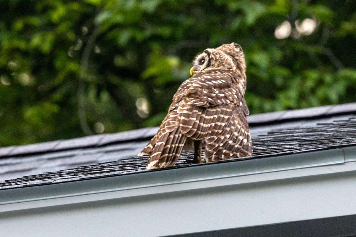 ValerieBlock's tweet photo. Owlets on the roof! The siblings have been vocalizing nightly. Got these shots a few weeks ago. #owls #Birding #Berkshires https://t.co/IpF1wiJtxi