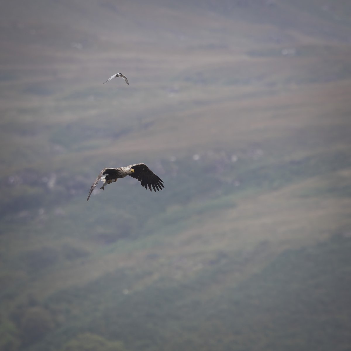 a few shots of a wee tern bullying a massive white-tailed eagle.

they look kinda friendly in the first one, maybe they are friends, or lovers, who's to say 🤔I guess we'll never know #TwitterNatureCommunity