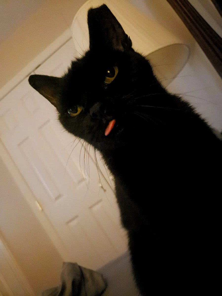 FoxCarousel_'s tweet photo. Sometimes she forgets to put her tongue back in her mouth. https://t.co/lDOShzpwCm