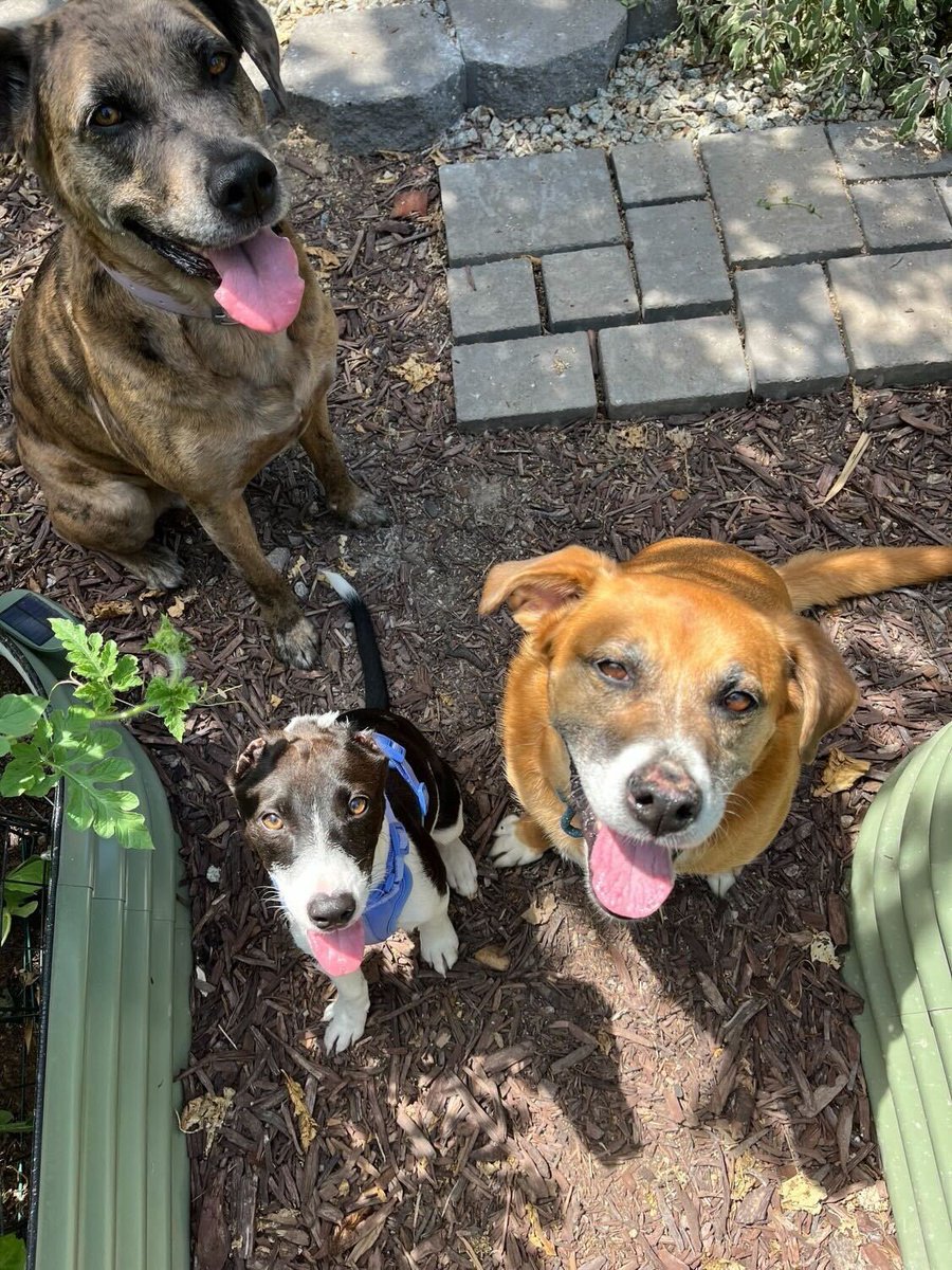 With your support, Olive received all the care she needed to heal. She then spent time in the comfort of her foster home... and we’re overjoyed to announce that she was ADOPTED! She has two new brothers, Brick and Bruce, to watch over her now ❤️‍🩹