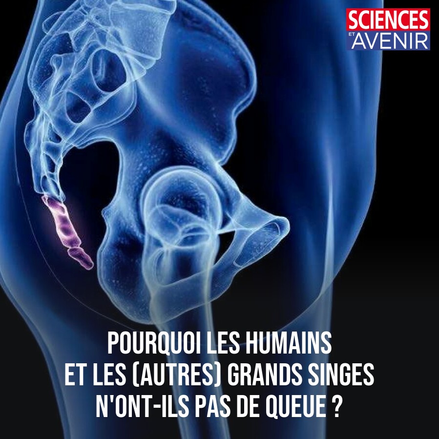 Sciences_Avenir's tweet image. La perte de la queue chez les hominoïdes se serait produite il y a environ 25 millions d'années, mais il en reste une trace : quelques vertèbres formant le coccyx 
👉 l.sciencesetavenir.fr/dqg