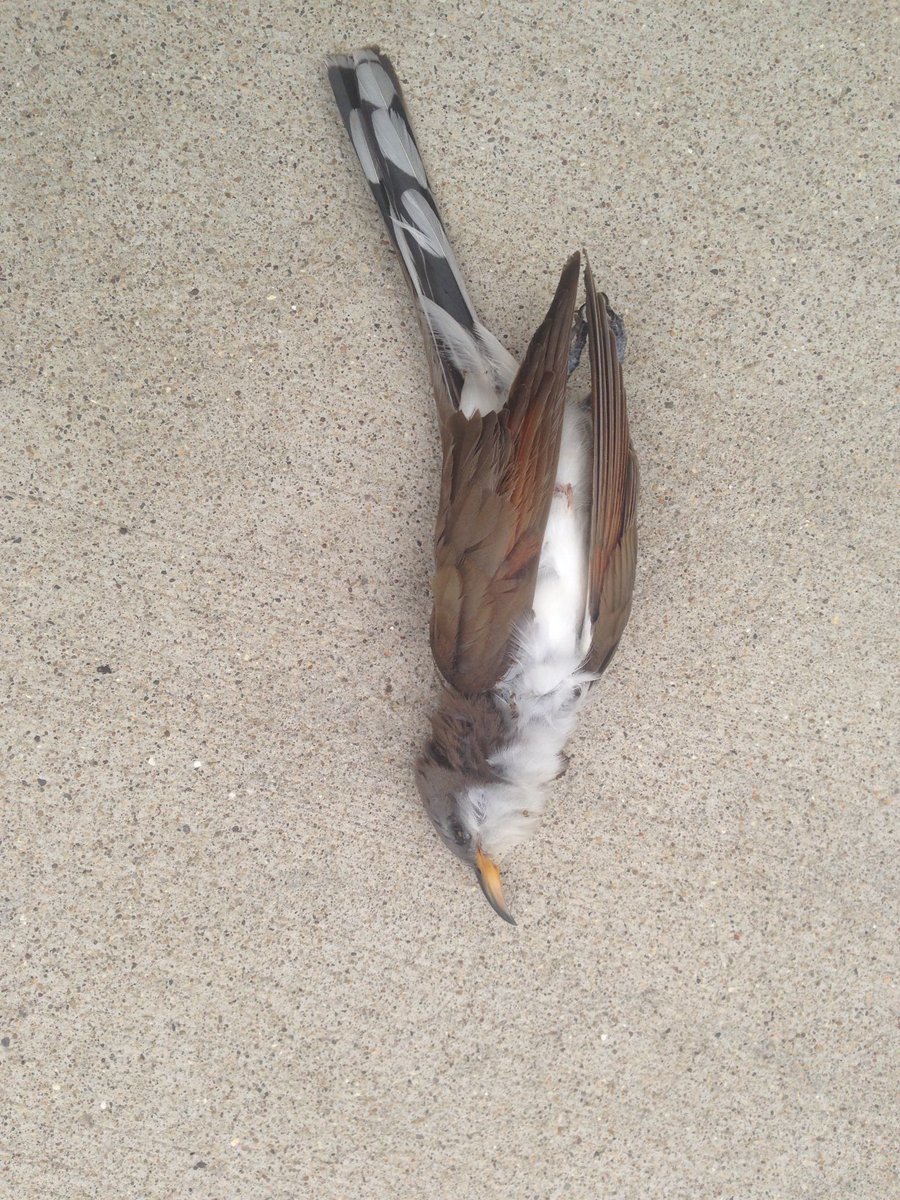 lightsout4bird's tweet photo. first yellow billed cuckoo ever saw - this is how i got into bird migration - chicago bird window collisions https://t.co/VP7zIYVOR6