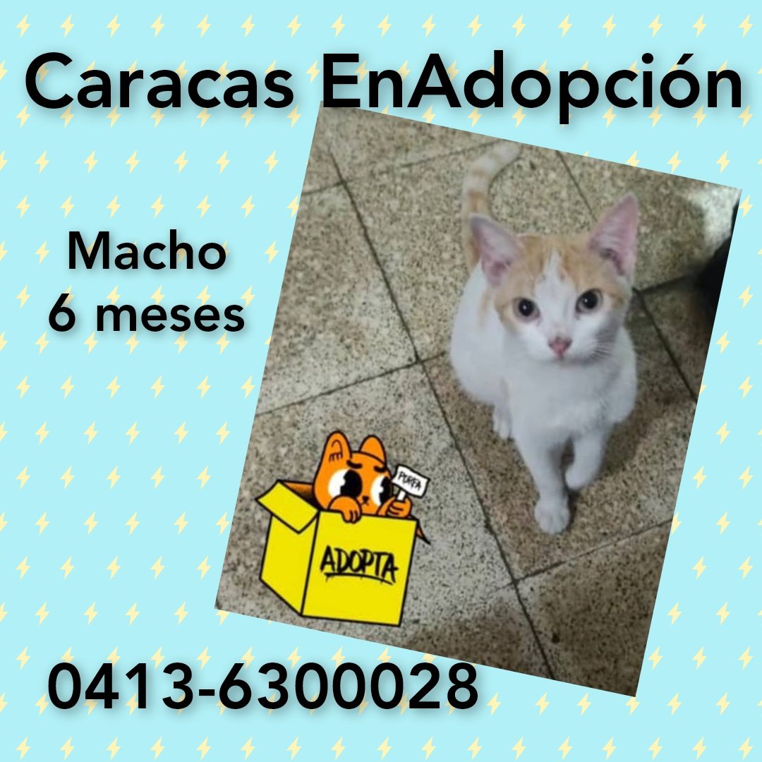 #Caracas #EnAdopciónResponsable gatito macho, 6 meses, rescatado del abandono, se entrega solo a hogar amoroso con #CompromisoDeCastracion 📱0413-6300028 #BuscaHogar #GatitoBicolor