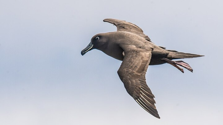 Apply for a PSG Conservation Fund Grant!

The Fund is to advance the conservation of seabirds by providing funds or supplies!

Apply here: 
pacificseabirdgroup.org/grants/general…

IMAGE: Antoine Lamielle