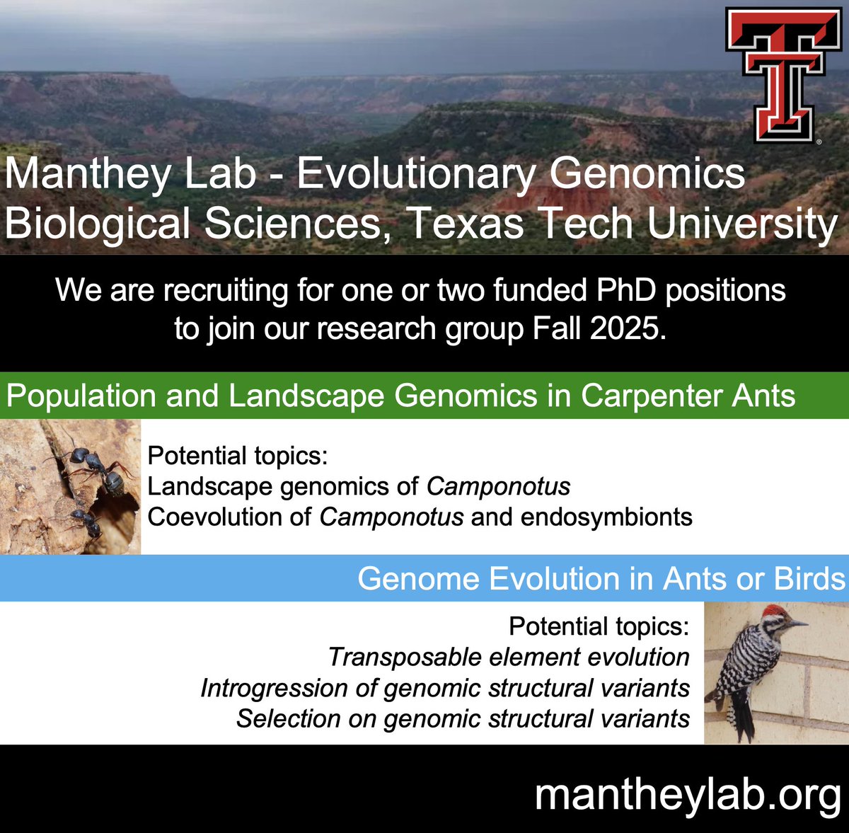 Interested in population genomics or genome evolution? We have open funded PhD positions to start Fall 2025. Info here: mantheylab.org and here: evol.mcmaster.ca/brian/evoldir/…. Please retweet / forward to anyone that may be interested. #genomics #myrmecology #ornithology