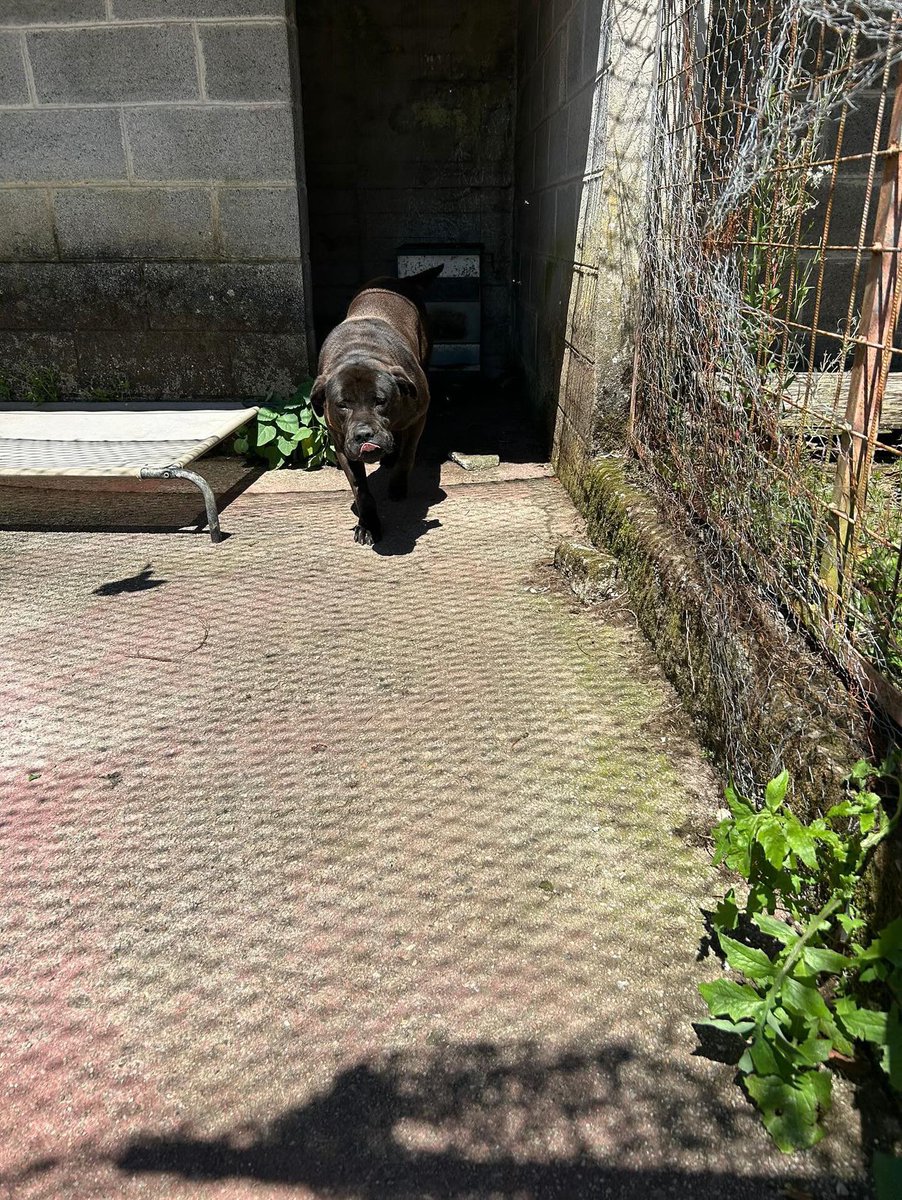 aaainhooo's tweet photo. Búscase casa para Luna, por motivos personales (absterse comentarios), a súa familia non pode dedicarlle o tempo e cuidados que merece.
Femia de entre 4-5 anos, cruce de Shar Pei, asustadiza pero mui buena tanto con personas coma con outros cans. Necesita unha familia que a cuide https://t.co/UcbV0iv3we