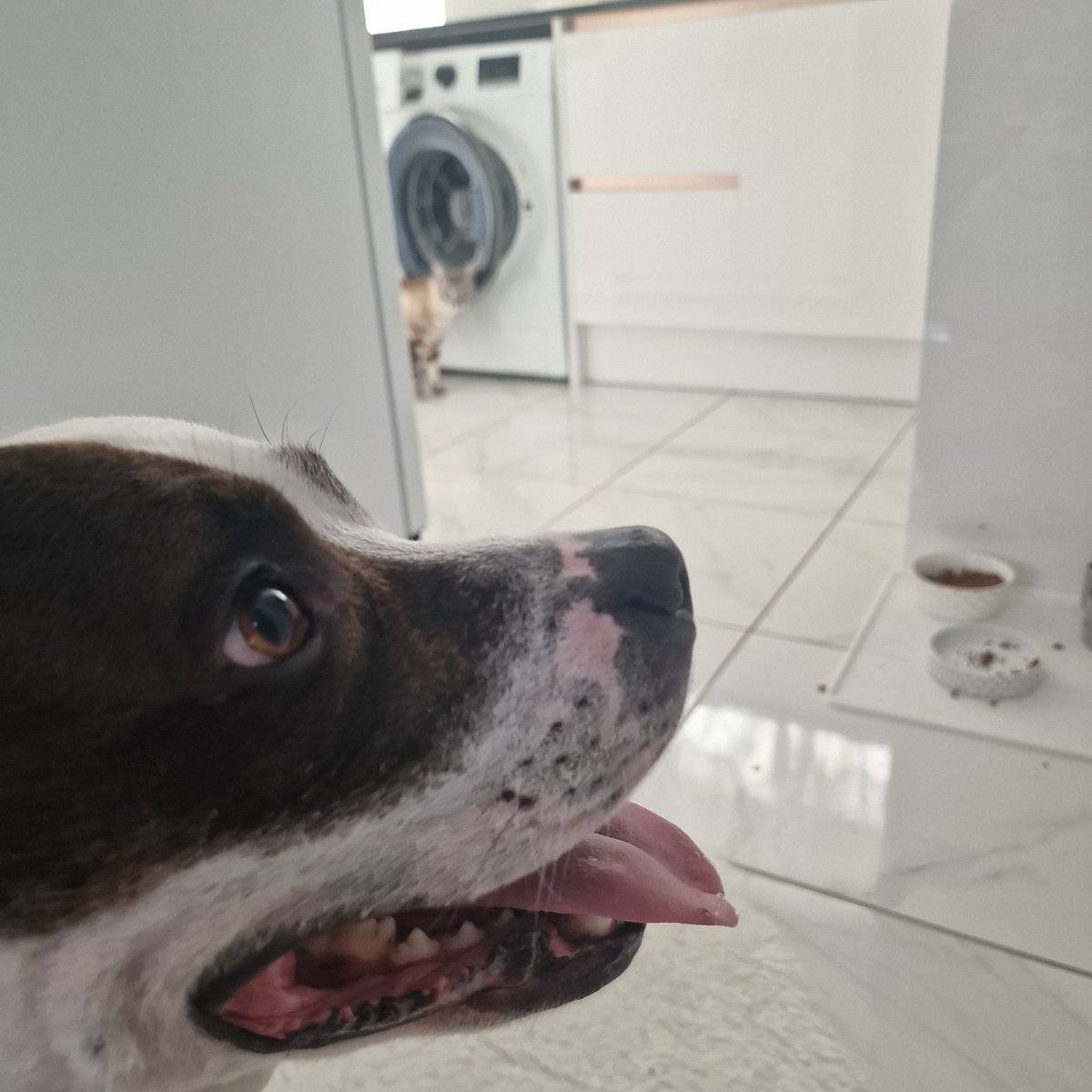 Rockasinho tweet media