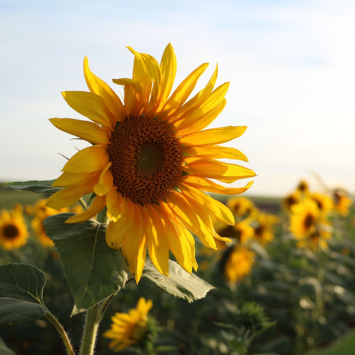 waterdocsff's tweet image. As of tomorrow, there is only one month left of Summer! 😭 

How do you plan on spending these precious remaining weeks? If you ask us, we'll be kicking back in nature by the water as much as possible!