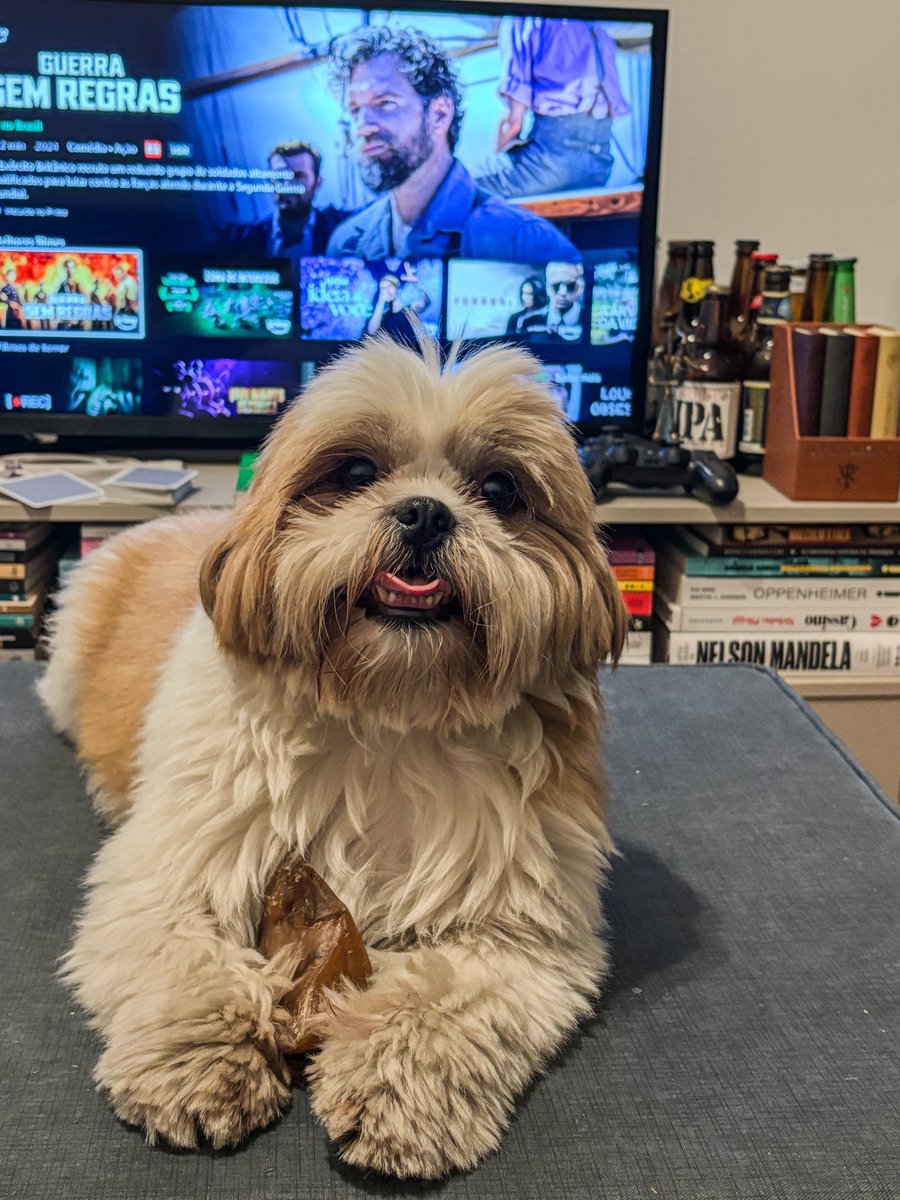 joaouchoabiagi's tweet photo. Meu cachorro tá parecendo o chewbacca quadrúpede https://t.co/YroMNBDHZo
