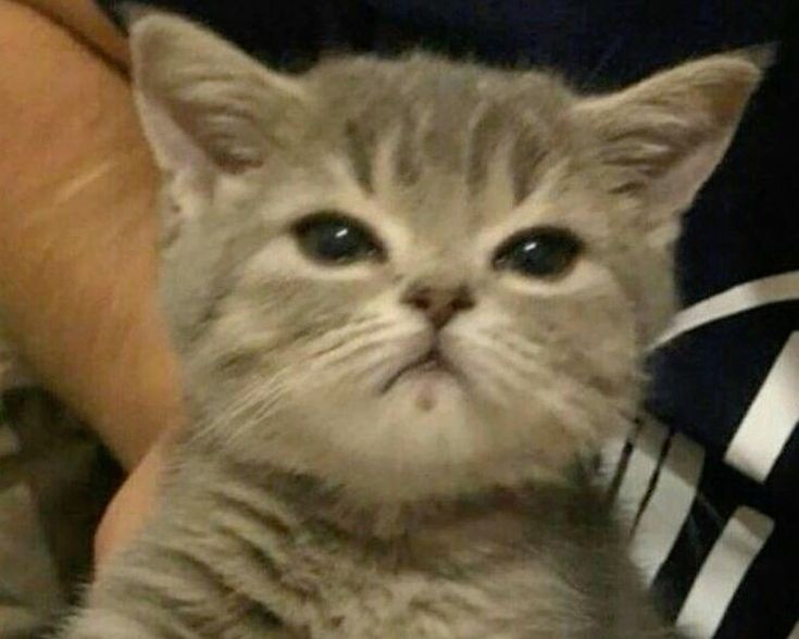 kittenstappn's tweet image. account dedicated to spreading the max catstappen agenda ✧˖*°࿐