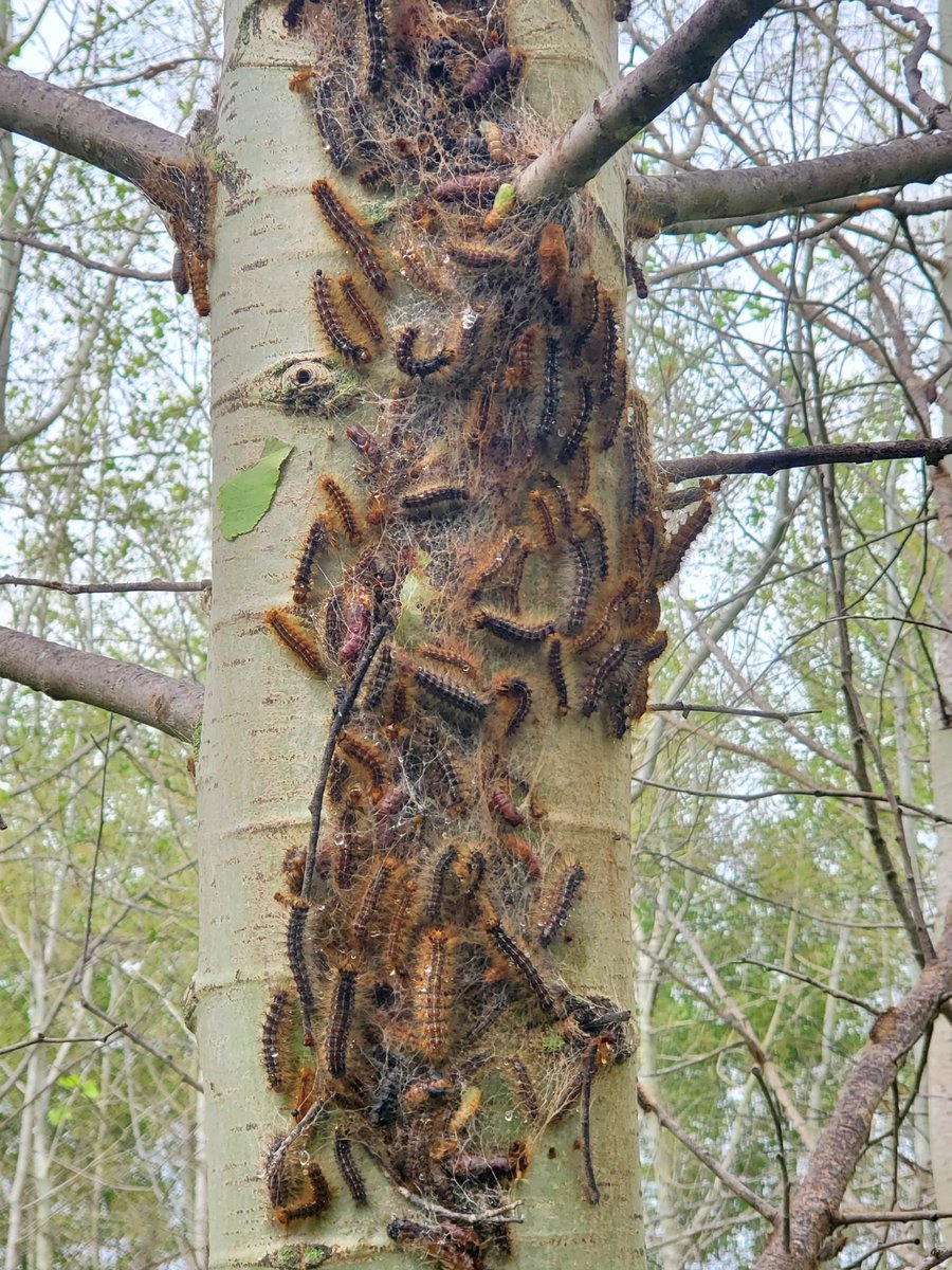 RickLindroth's tweet photo. Just out, our work showing that #defoliation by #invasive #spongymoths alters the #phytochemical landscape to detriment of charismatic #polyphemus moths. https://t.co/OLWOYmVRC3 @UWMadison #chemicalecology #biodiversity #aspen (1/2) https://t.co/L8a5UA5OOb
