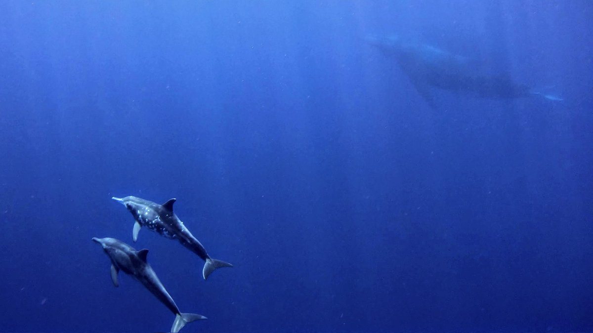 Happy to check off a bucketlist item for <a href="/TavvyTiggy/">Tav Tiggy</a>: snorkeling with humpback whales. We only got 3 glimpses of them with rough-teeth dolphins because of choppy waters &amp; big swells in Moorea. It's tough snorkelling quickly 100+ meters to try to catch up to them but worth it!