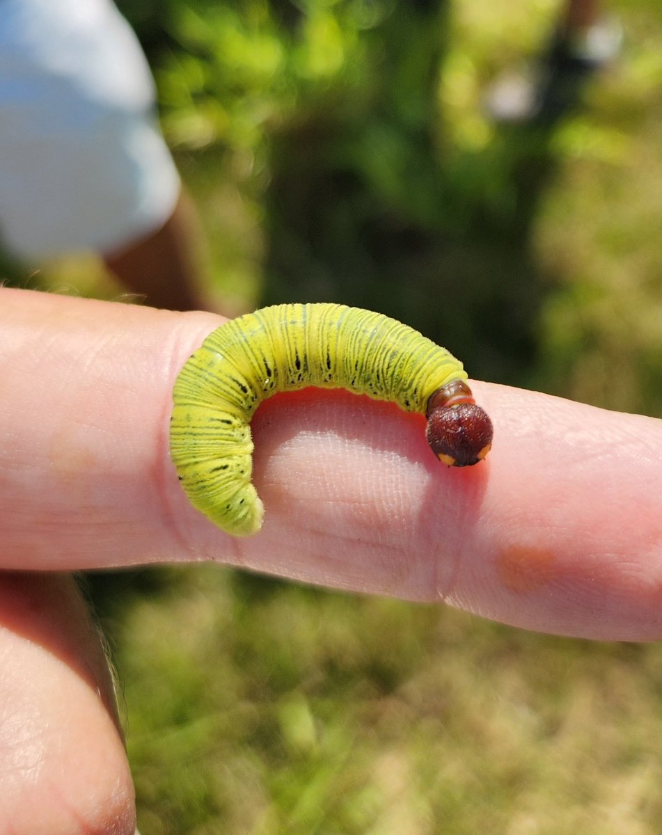Larva of the silverspotted skipper is a favorite of the "Bug Crew" every year. We never see large numbers of this defoliator, so the rare specimen gets a photoshoot.