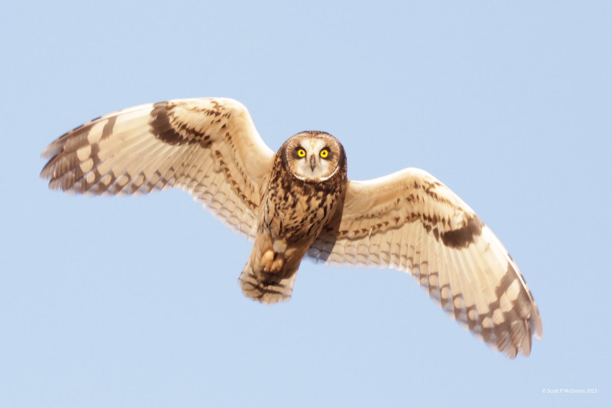 Scott McGinnis tweet media