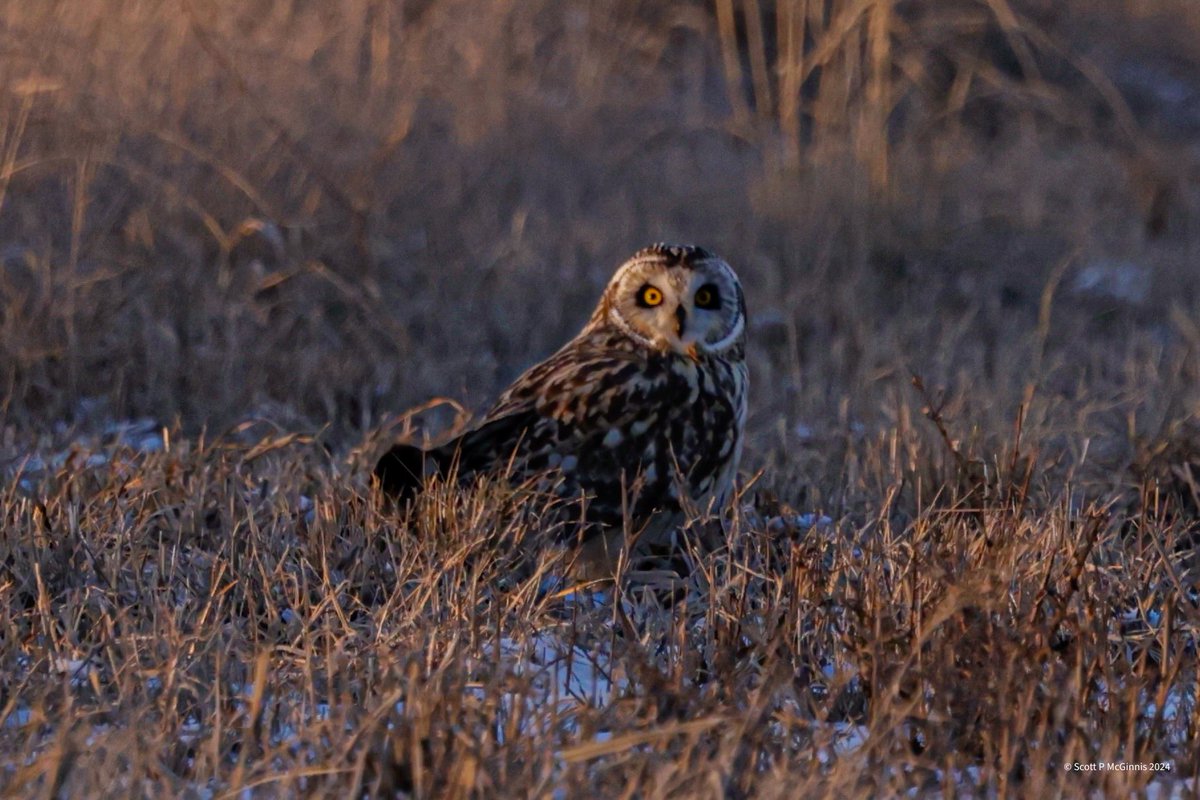 Scott McGinnis tweet media