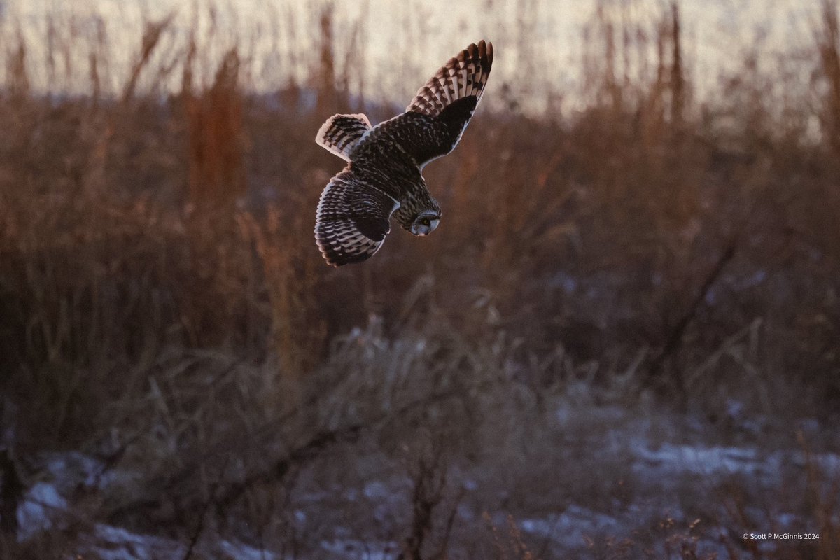 Scott McGinnis tweet media