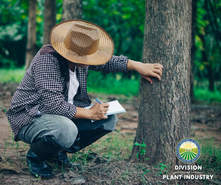 FDACSDPI's tweet image. 🗓️ Before #TreeCheckMonth ends, here's a friendly reminder to inspect your trees!

If you’re stumped, 📸 snap a photo and send us a sample. DPI's entomology, nematology, plant pathology, and botany experts are happy to assist!

🌐 bit.ly/DPISample