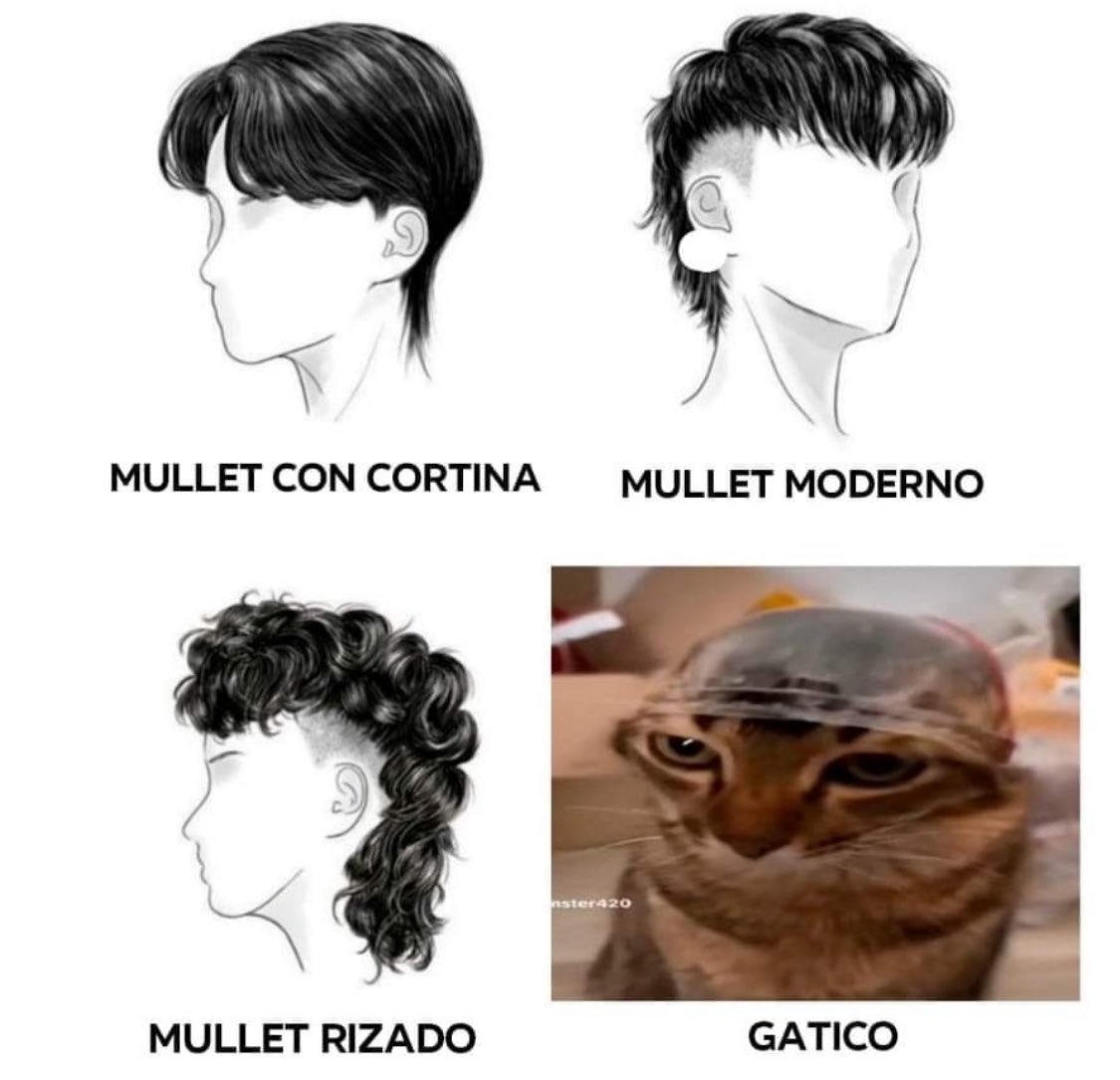 Punch Cat (@punchingcat) on Twitter photo 