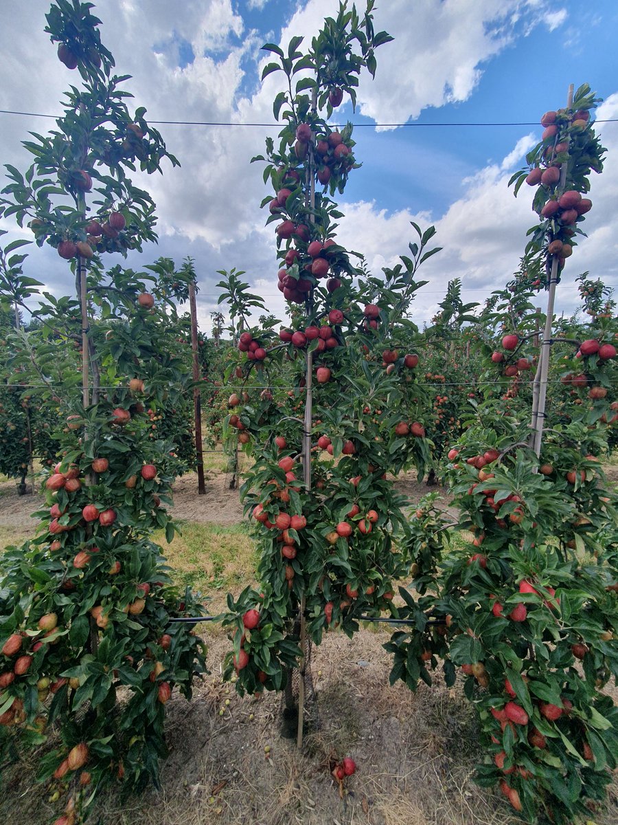 Bert Rijk tweet media