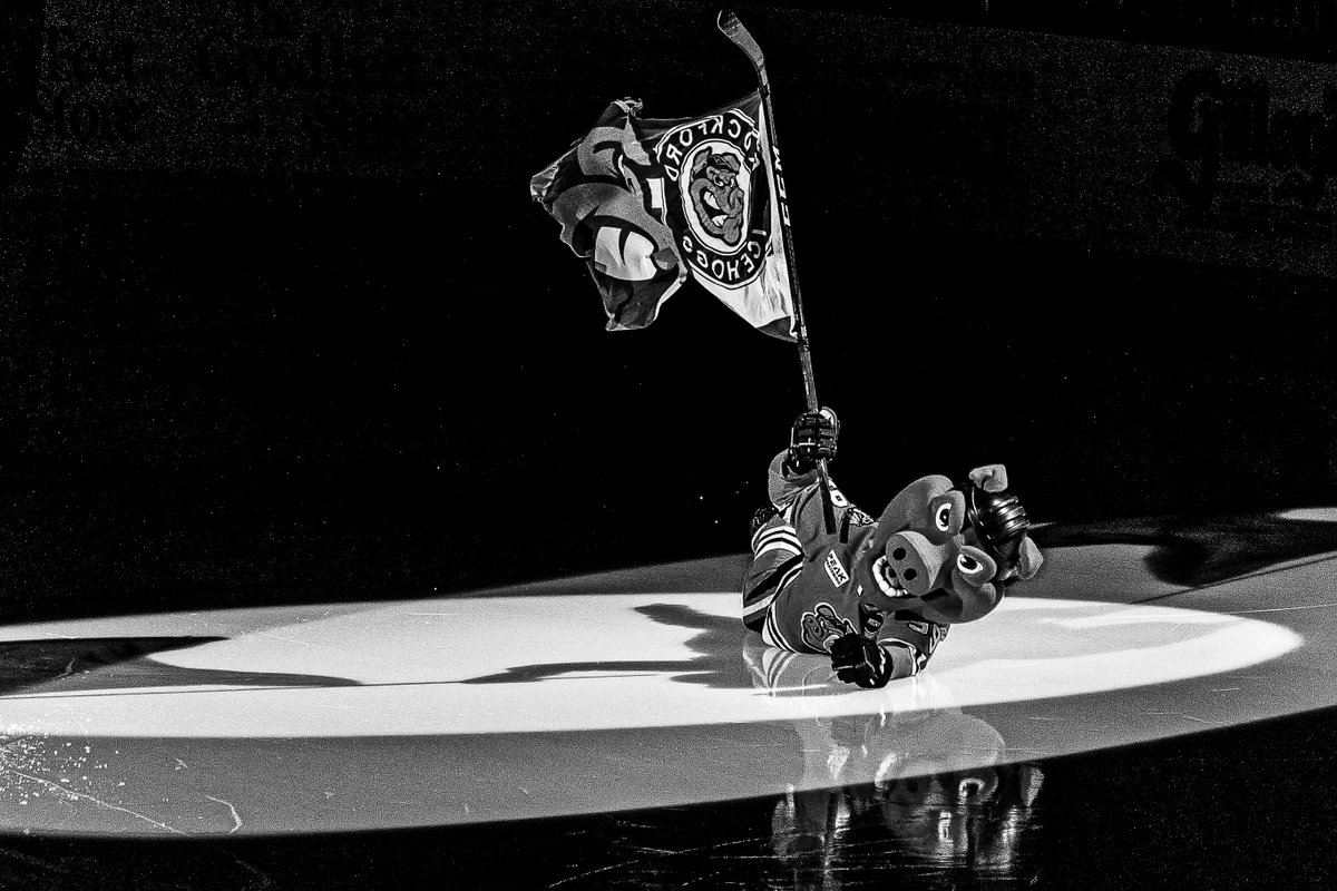 therealhammyhog's tweet photo. don't mind me just sliding in to let you know there's just 22 days left 'til IceHogs hockey https://t.co/dnNDlAI2Dp