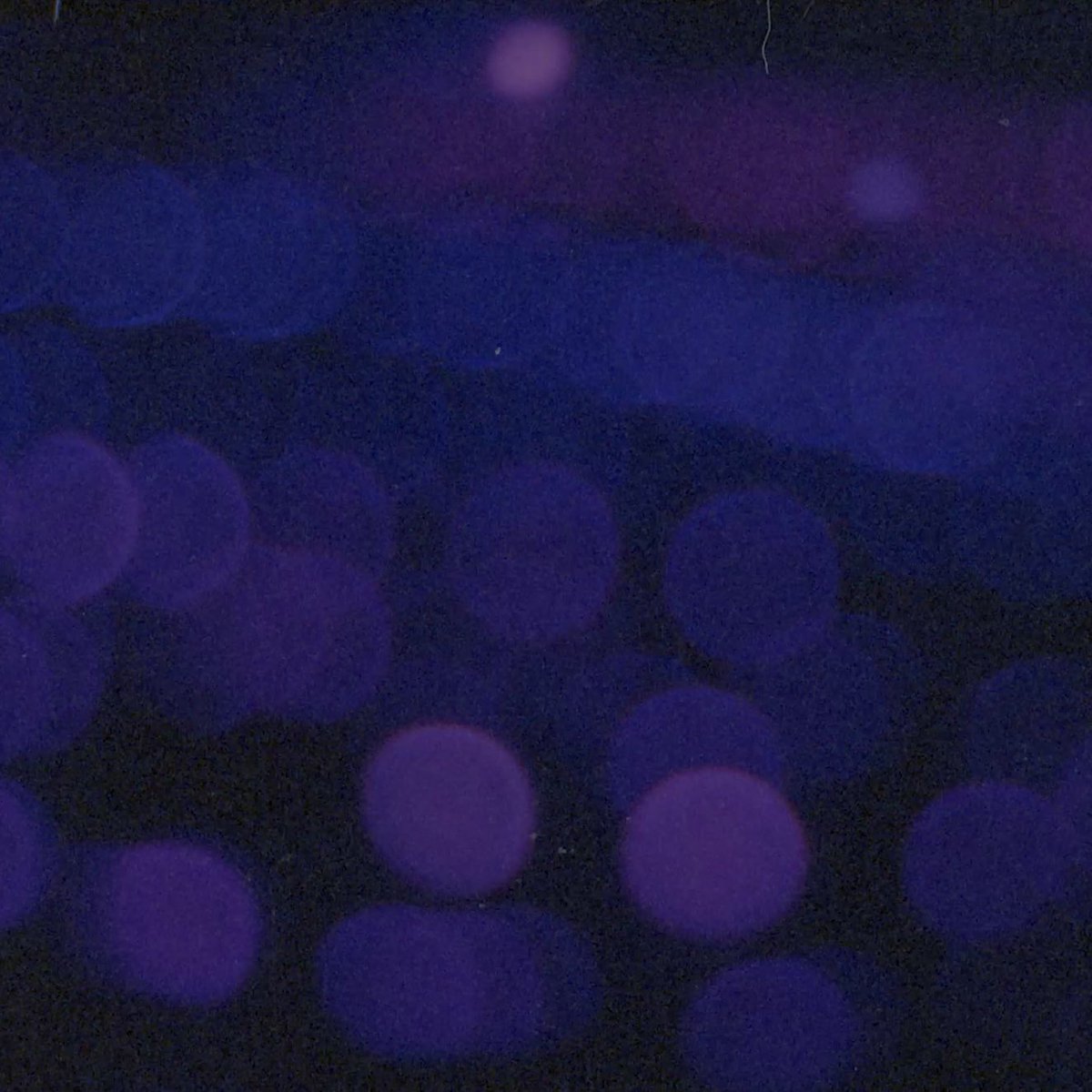 4000 Records tweet media