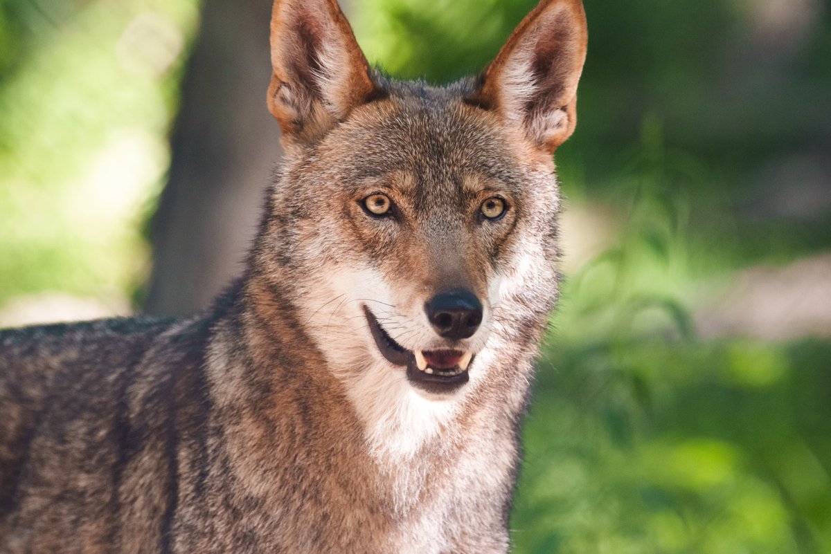 Did you know that the American #RedWolf is native to Missouri? 

Historically, we could have had #AmericanRedWolves howling in the distance in the forests of #Missouri. How cool is that?