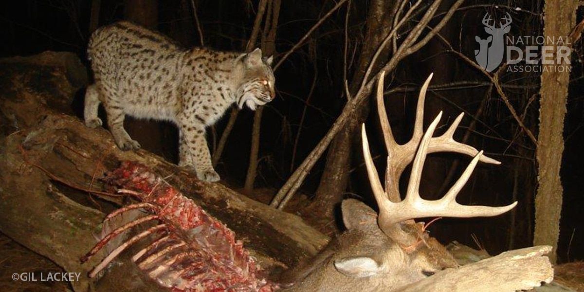 CWD prions are the Chuch Norris of infectious materials. They can survive incineration, exposure, and even digestion inside coyotes and crows. But they meet their match when it comes to the stomachs of this predator: buff.ly/46b9qiF