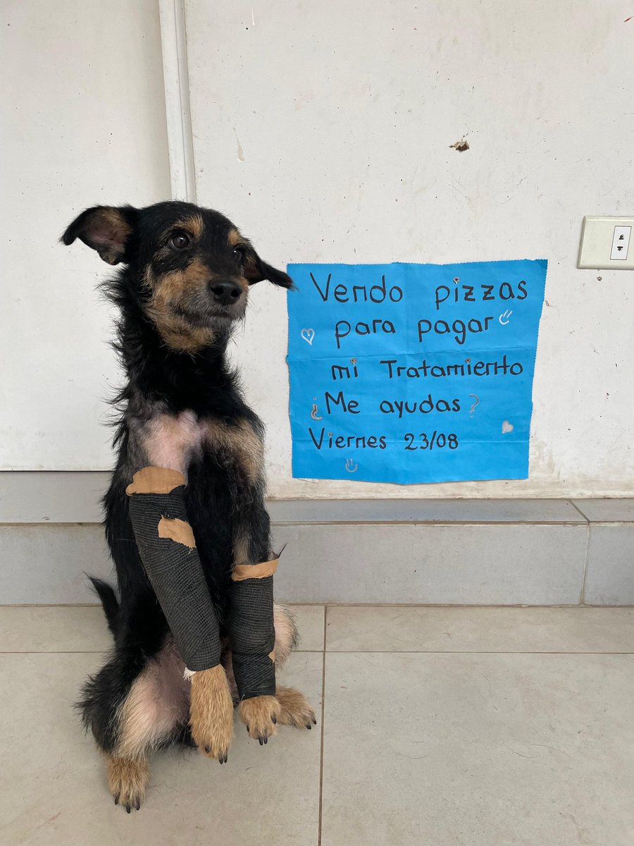 Todavía me quedan 88 pizzas por vender 🥹🚨

Soy Peter 🐶 Por si no me recuerden mis tías me rescataron de la ciudad de Luque, me habían atropellado. Soy apenas un cachorro y ya tengo ambas patas fracturadas debido al abandono que sufrí desde tan temprana edad, yo no debía haber