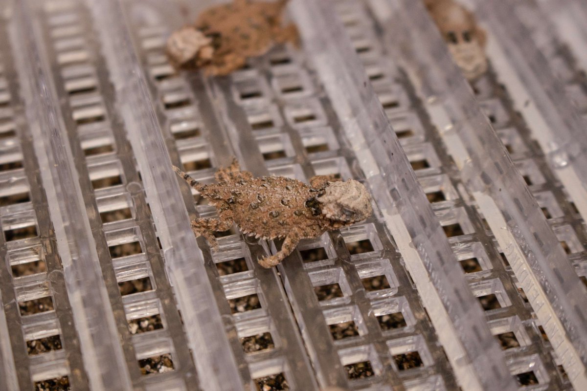 Dallas Zoo tweet media