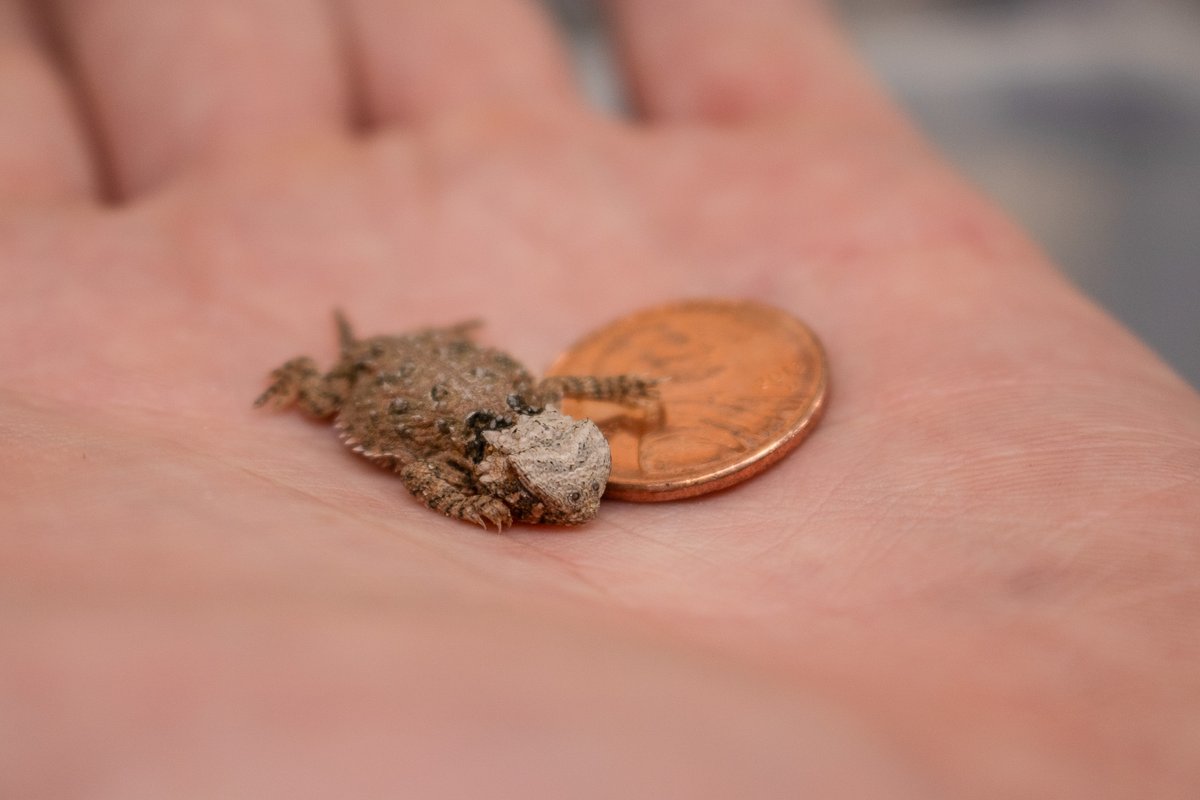 Dallas Zoo tweet media