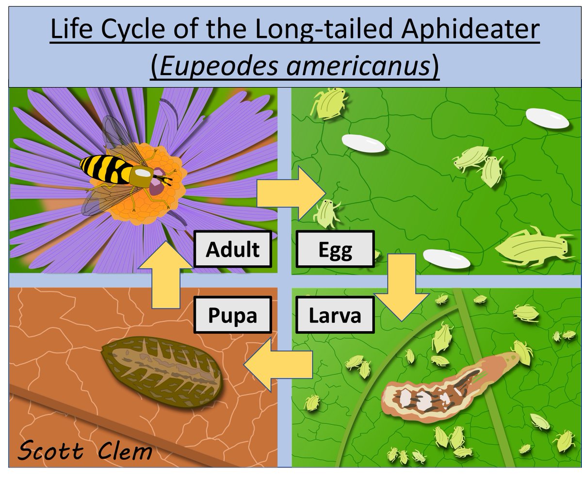 Scott Clem, PhD (@allograpta5401) on Twitter photo Excited to share that our guide to common hover flies of Georgia (USA) is finally live! In it you will find detailed descriptions and ID tools for this highly important group of insects. extension.uga.edu/publications/d…
<a href="/Entomology_UGA/">UGA Entomology</a> <a href="/UGAExtension/">UGA Extension</a> <a href="/BotGardenGA/">UGA Botanical Garden</a> <a href="/EntsocAmerica/">Entomological Society of America</a> <a href="/USDA_NIFA/">NIFA</a> Excited to share that our guide to common hover flies of Georgia (USA) is finally live! In it you will find detailed descriptions and ID tools for this highly important group of insects. extension.uga.edu/publications/d…
<a href="/Entomology_UGA/">UGA Entomology</a> <a href="/UGAExtension/">UGA Extension</a> <a href="/BotGardenGA/">UGA Botanical Garden</a> <a href="/EntsocAmerica/">Entomological Society of America</a> <a href="/USDA_NIFA/">NIFA</a>
