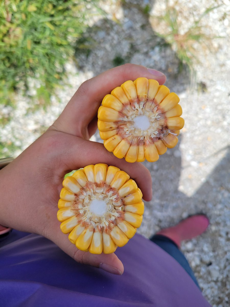KristiGoedken12's tweet photo. 9 samples through District 6 in Illinois, avg 221 between all stops. Felt all of it looked great in the field, few ears were already drooping #pftour24 https://t.co/YcVnPB86JL