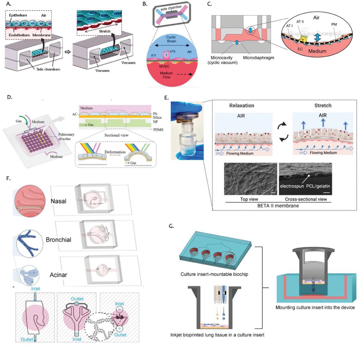 Organoid News (@organoidscience) on Twitter photo Dr. <a href="/AliDoryab/">Ali Doryab</a> and team including Drs. <a href="/juergengroll/">Jürgen Groll</a> & <a href="/RymaMatthias/">Dr. Matthias Ryma</a> wrote āļø about the challenges encountered in biomimetic lung-on-chips. <a href="/Cambridge_Eng/">Engineering Dept</a> <a href="/Biofabwue/">Biofabrication Würzburg</a>
š Enjoy reading their review: bit.ly/4dSGlvq Dr. <a href="/AliDoryab/">Ali Doryab</a> and team including Drs. <a href="/juergengroll/">Jürgen Groll</a> & <a href="/RymaMatthias/">Dr. Matthias Ryma</a> wrote āļø about the challenges encountered in biomimetic lung-on-chips. <a href="/Cambridge_Eng/">Engineering Dept</a> <a href="/Biofabwue/">Biofabrication Würzburg</a>
š Enjoy reading their review: bit.ly/4dSGlvq