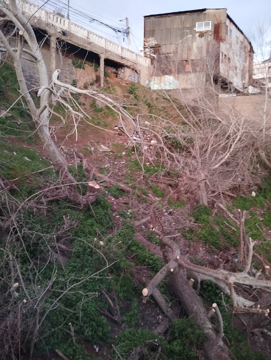 NicoArancibiaCL's tweet photo. Ya basta @MunicipioValpo con la política antiArboles. Ahora fue el turno  del Cerro Barón. Es urgente una gestión adecuada.
@RedArbolUrbano @salvemosvalpo @AlertaNoticiasV https://t.co/QyqeYeMp8M
