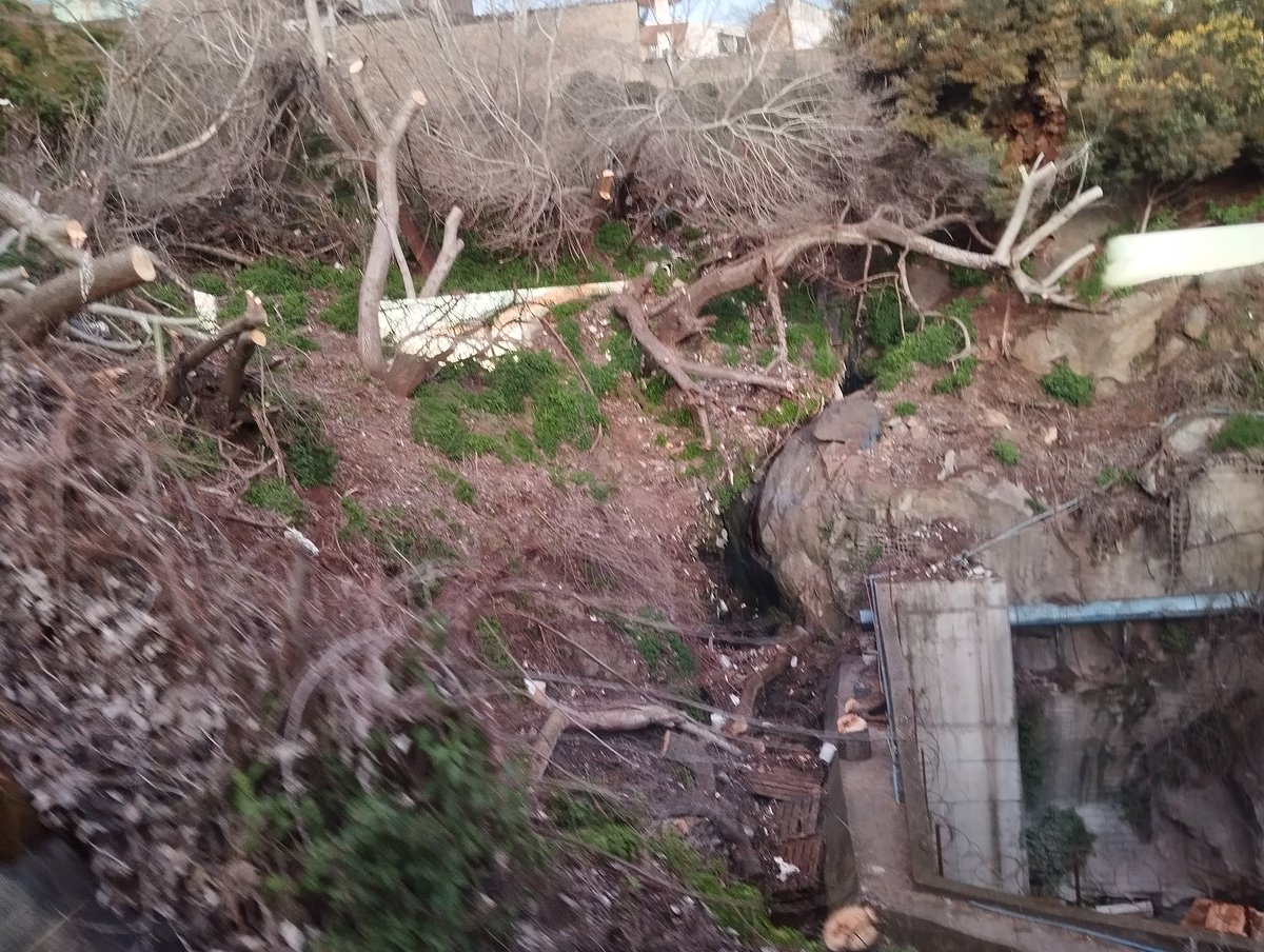 NicoArancibiaCL's tweet photo. Ya basta @MunicipioValpo con la política antiArboles. Ahora fue el turno  del Cerro Barón. Es urgente una gestión adecuada.
@RedArbolUrbano @salvemosvalpo @AlertaNoticiasV https://t.co/QyqeYeMp8M