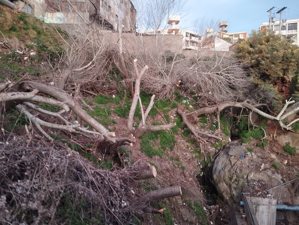 NicoArancibiaCL's tweet photo. Ya basta @MunicipioValpo con la política antiArboles. Ahora fue el turno  del Cerro Barón. Es urgente una gestión adecuada.
@RedArbolUrbano @salvemosvalpo @AlertaNoticiasV https://t.co/QyqeYeMp8M