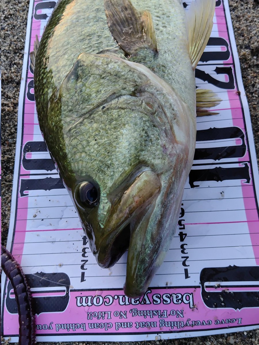 しゃくれてるバス釣れた(⁠*⁠´⁠ω⁠｀⁠*⁠)