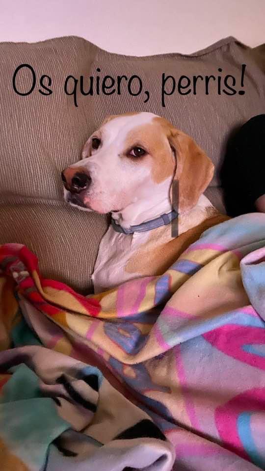 SarahTapia72's tweet image. Mañana operan a este bombón. ¿Le enviáis buenas vibras? #perrijo #lovepets