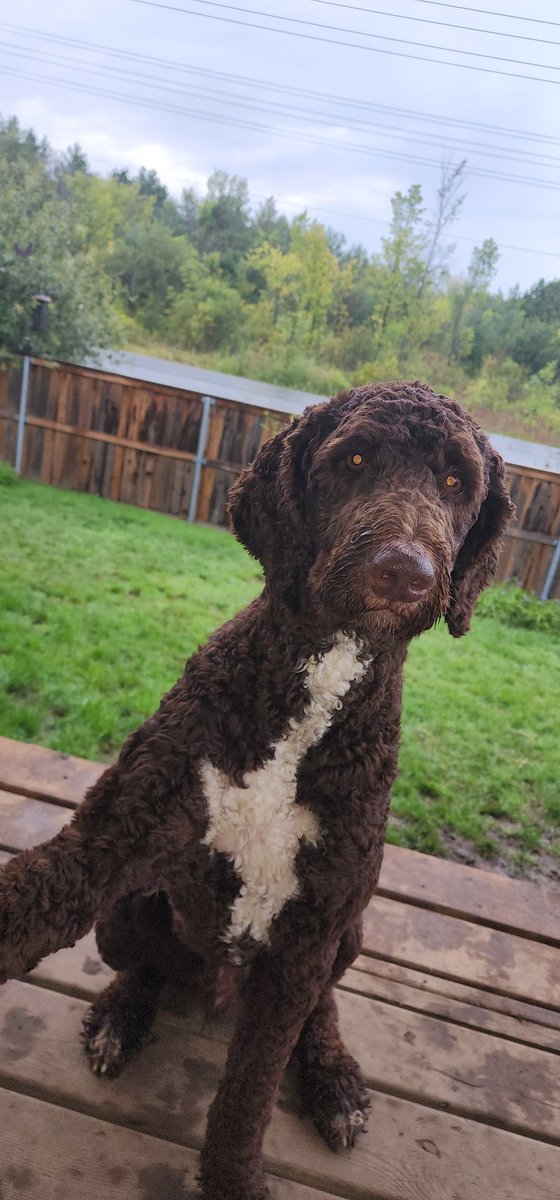 sgtesco's tweet image. Rainy day before a night shift..Frank and Tony don't care... $DOGE