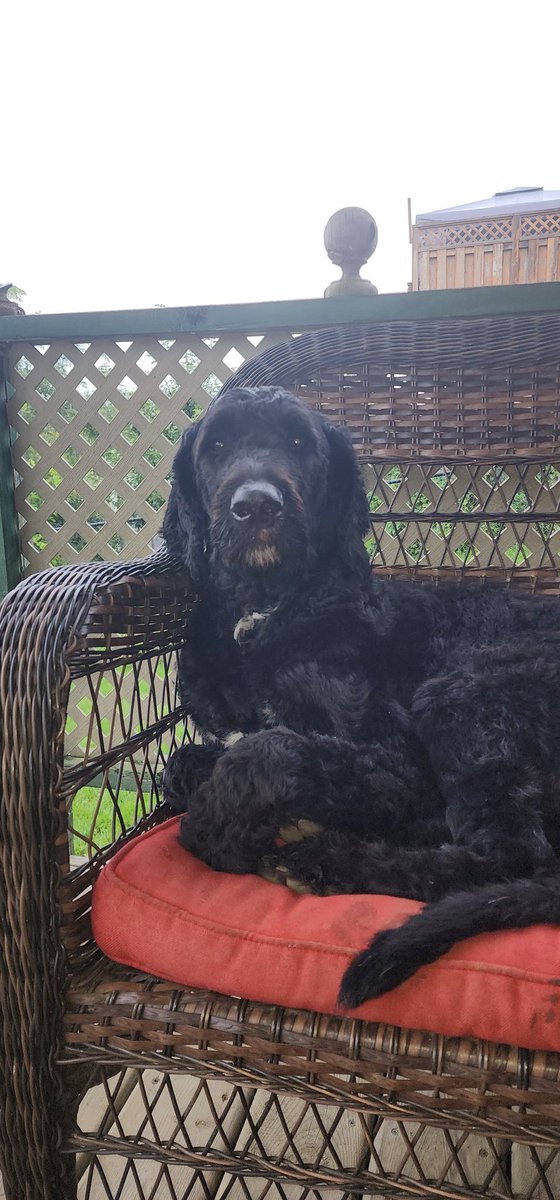 sgtesco's tweet image. Rainy day before a night shift..Frank and Tony don't care... $DOGE