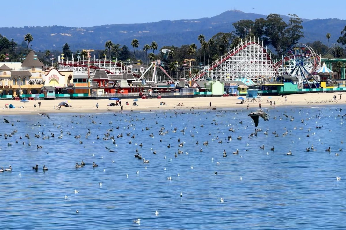 Native Santa Cruz tweet media