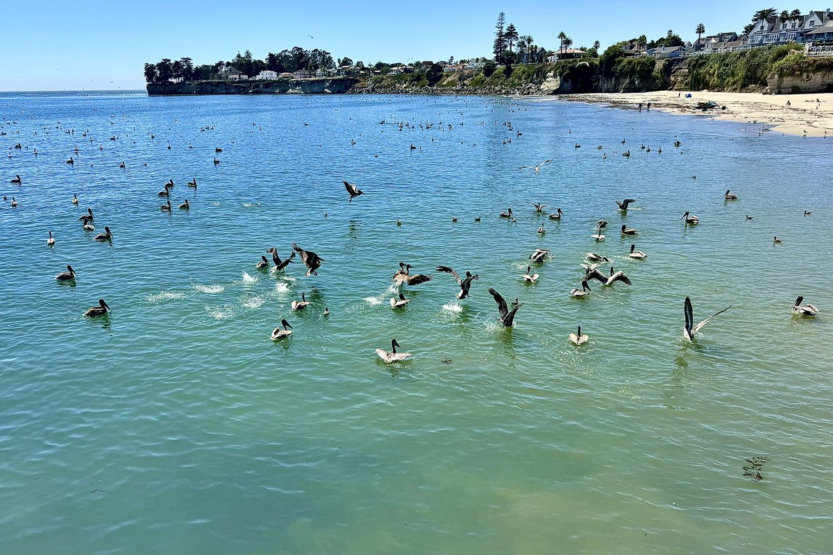 Native Santa Cruz tweet media