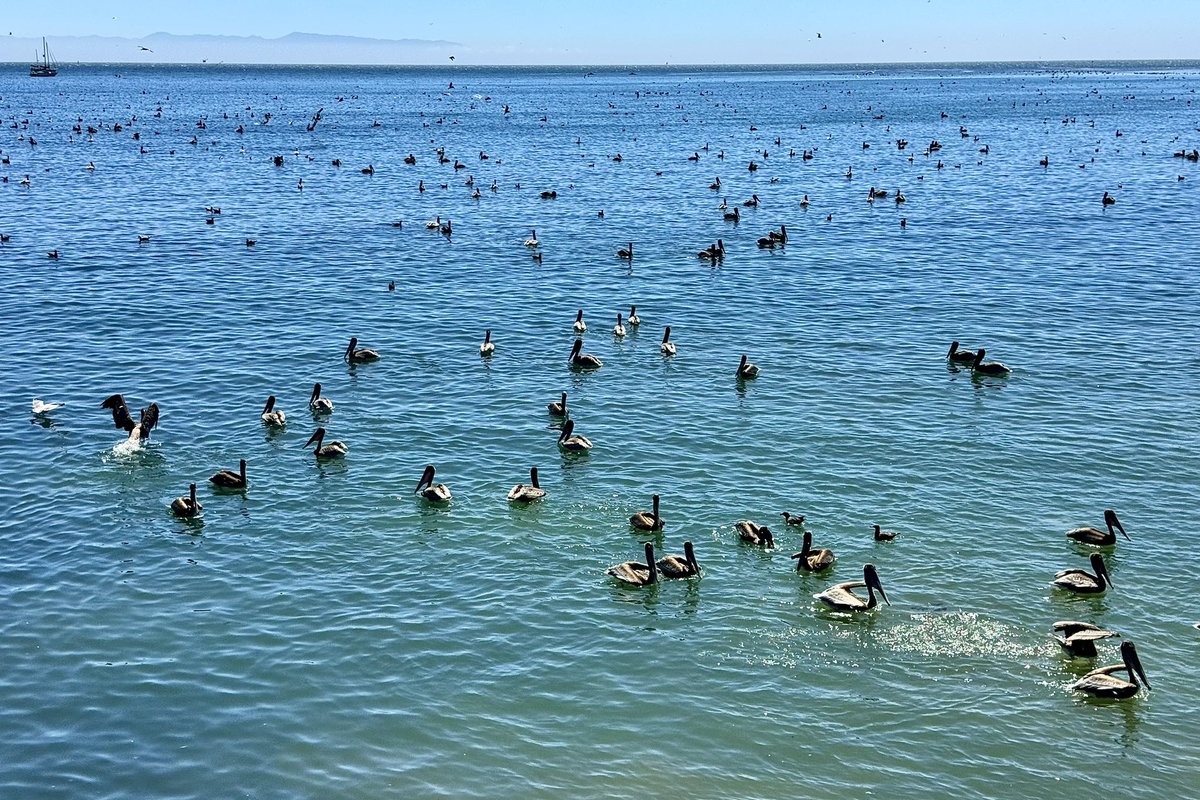 Native Santa Cruz tweet media