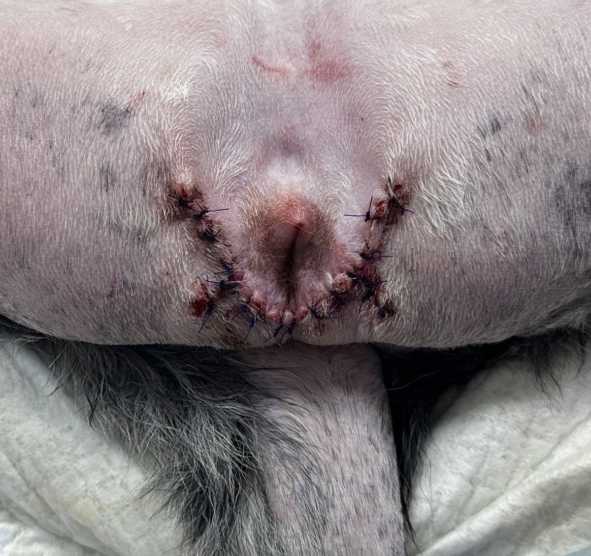DrCesarMayorga's tweet photo. Folicular vestibulo-vaginitis. Female dog with recurrent UTIs. Tiny vaginal “band” torn with the scope. Redundant vulvar skin and hooded vulva. #nefrovetcolombia https://t.co/FSAP8zbh9v
