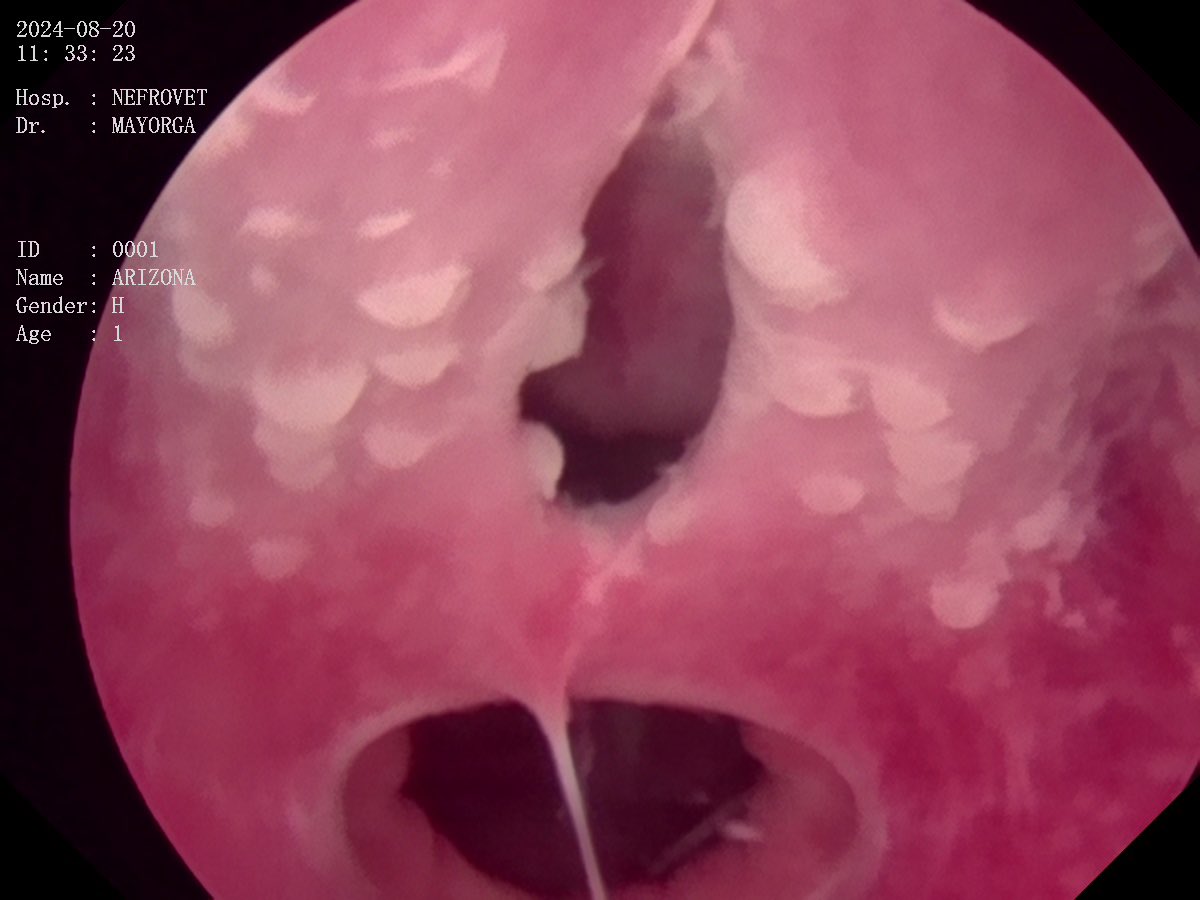 DrCesarMayorga's tweet photo. Folicular vestibulo-vaginitis. Female dog with recurrent UTIs. Tiny vaginal “band” torn with the scope. Redundant vulvar skin and hooded vulva. #nefrovetcolombia https://t.co/FSAP8zbh9v